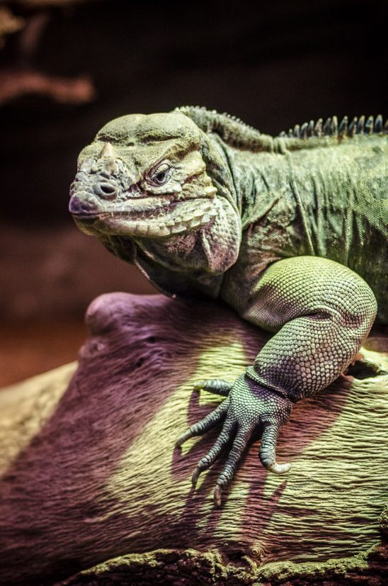 Una iguana el el terrario del Zoo