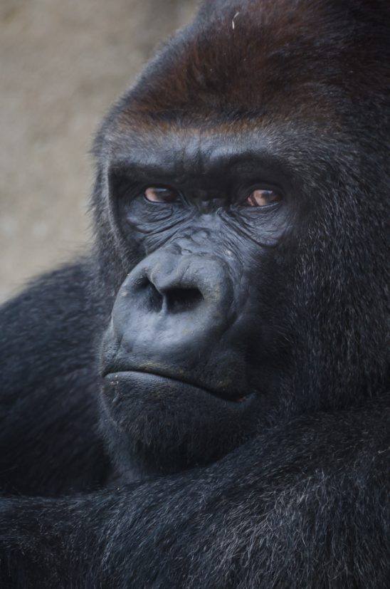 Retrato de Malabo, el gorila del Zoo de Madrid